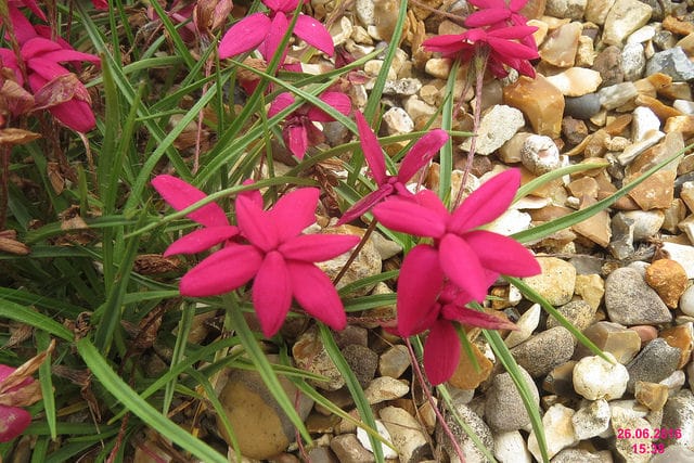 Rhodohypoxis baurii