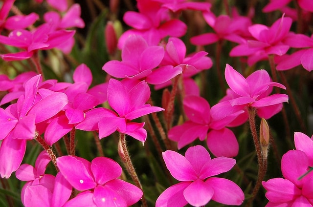 Rhodohypoxis baurii (Rhodohypoxis baurii)