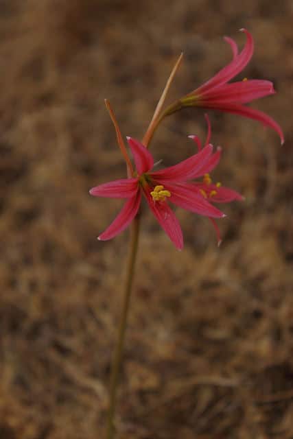 Rhodophiala advena