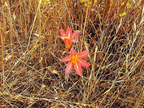 Rhodophiala advena (Rhodophiala advena)