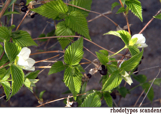 Faux corète (Rhodotypos scandens)
