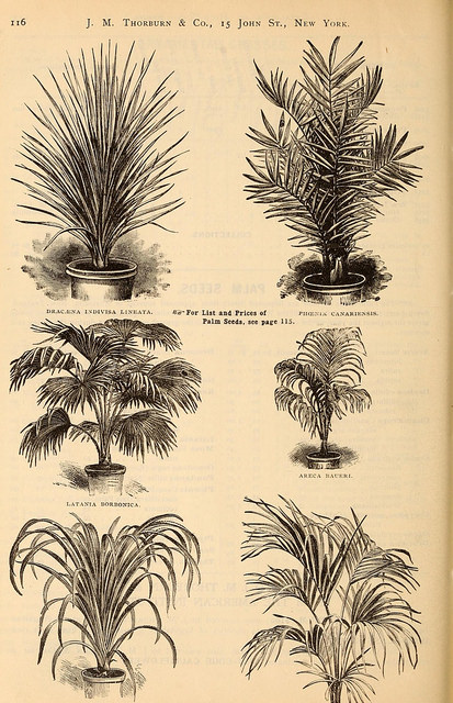 Rhopalostylis baueri