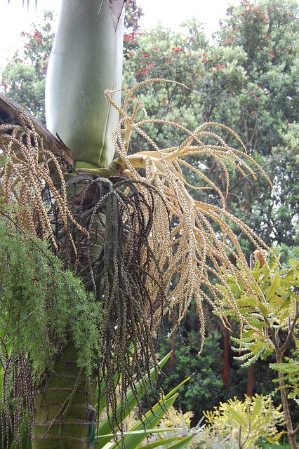 Rhopalostylis baueri