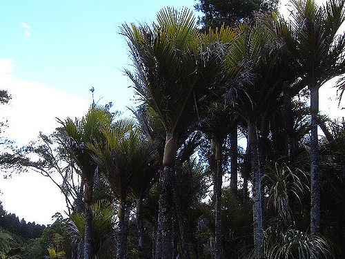 Palmier nikau (Rhopalostylis sapida)