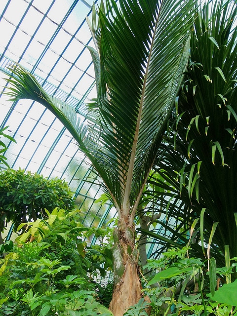 Palmier nikau