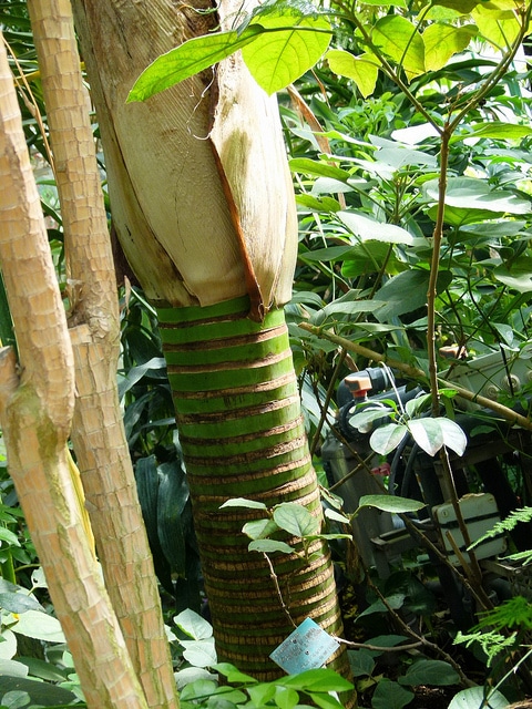 Palmier nikau