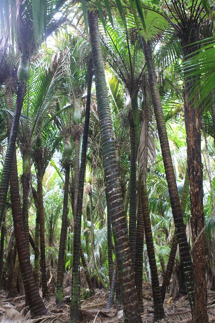 Palmier nikau