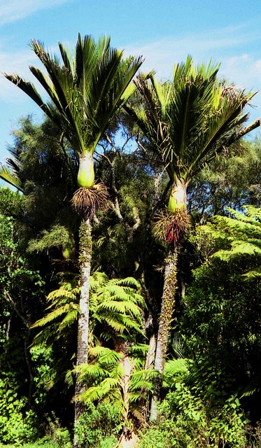 Palmier nikau