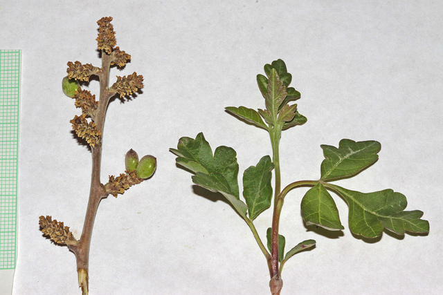 Sumac aromatique