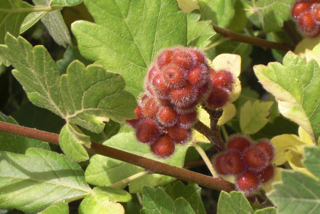 Sumac aromatique (Rhus aromatica)