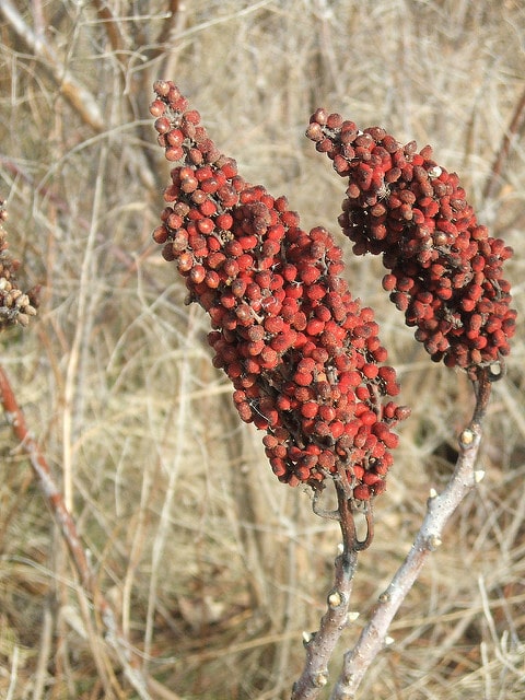 Copal