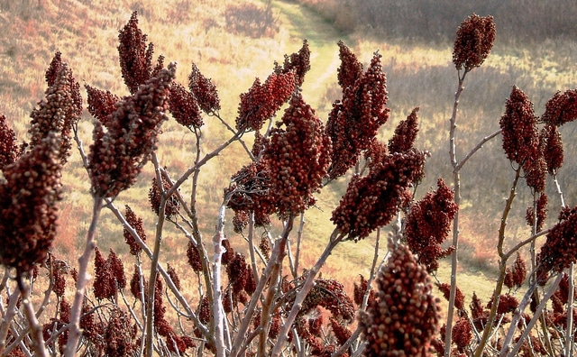 Copal (Rhus copallina)