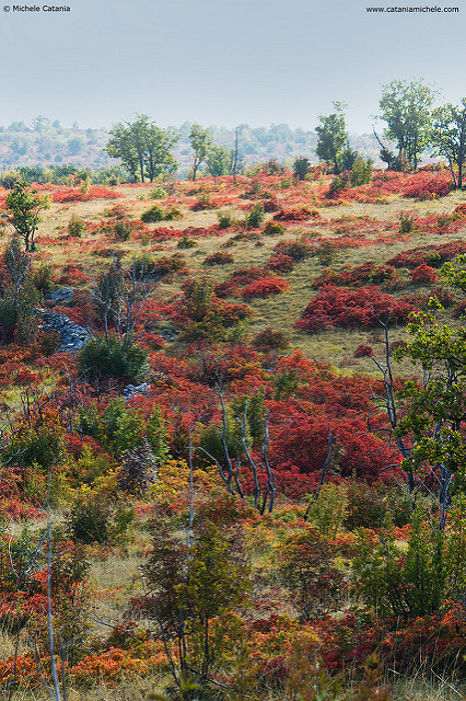 Sumac des corroyeurs