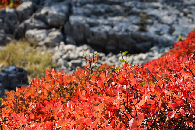 Sumac des corroyeurs