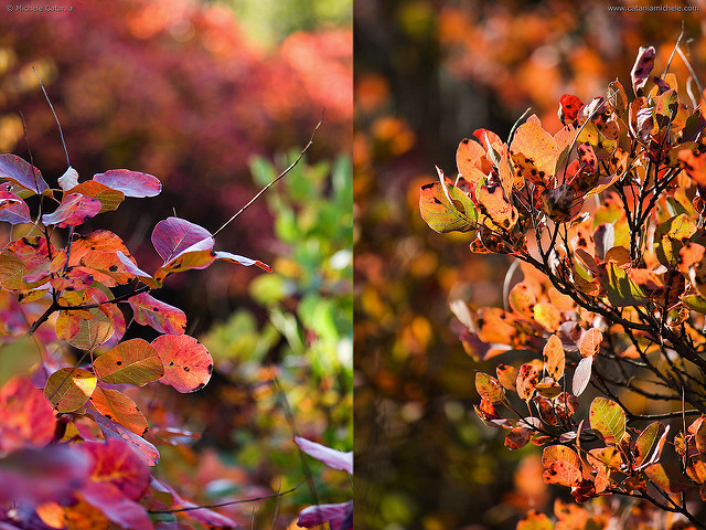 Sumac des corroyeurs
