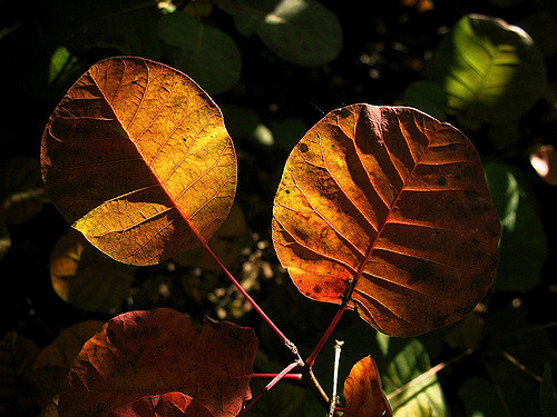 Sumac des corroyeurs