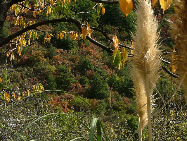 Sumac des corroyeurs