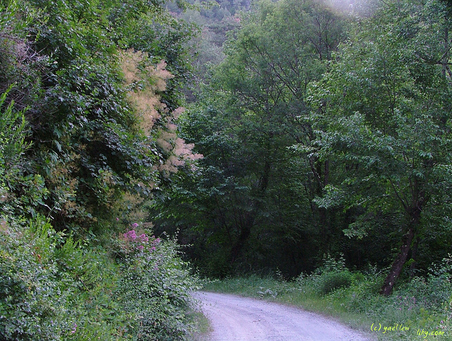 Sumac des corroyeurs (Rhus coriaria)