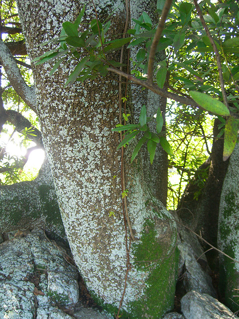 Rhus diversiloba