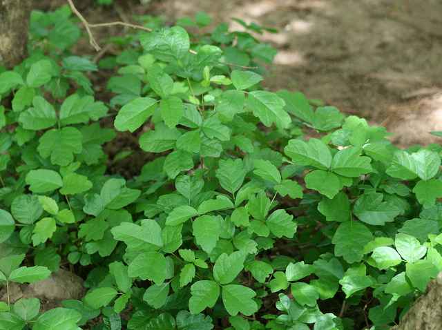 Rhus diversiloba