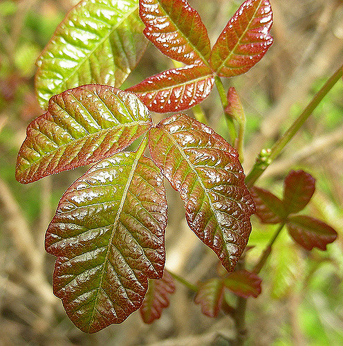 Rhus diversiloba