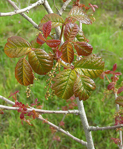 Rhus diversiloba