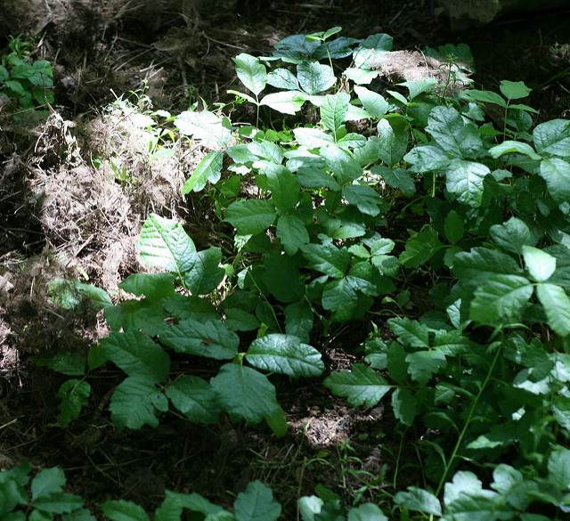 Rhus diversiloba