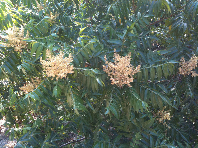 Sumac à bois glabre