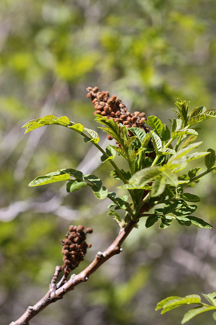 Sumac à bois glabre