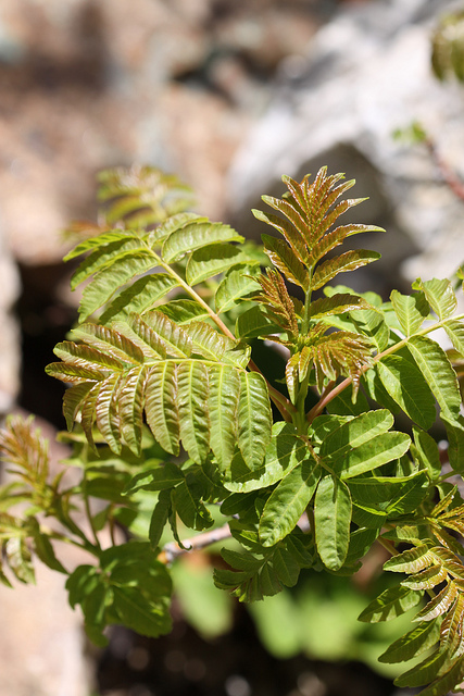Sumac à bois glabre