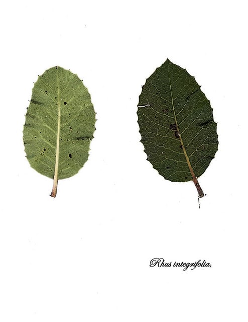 Rhus integrifolia