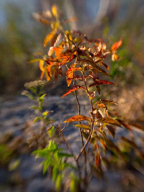 Rhus lanceolata