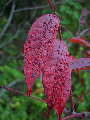 Rhus lanceolata