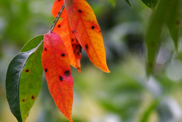 Rhus lanceolata (Rhus lanceolata)