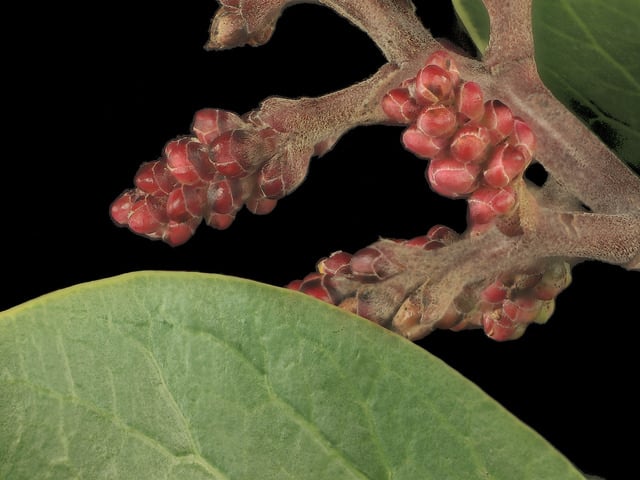 Rhus ovata