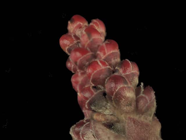 Rhus ovata