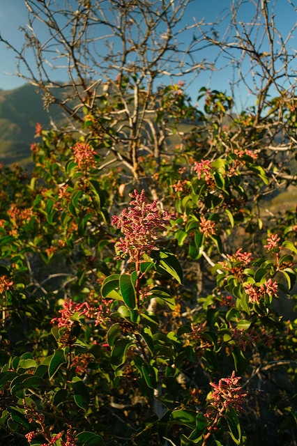 Rhus ovata