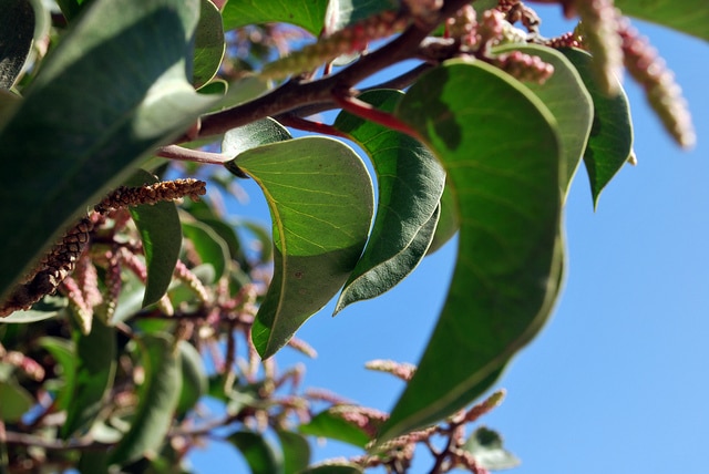 Rhus ovata
