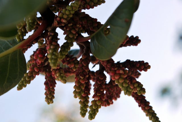 Rhus ovata