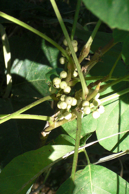 Herbe à puce (Rhus radicans)