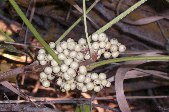 Herbe à puce