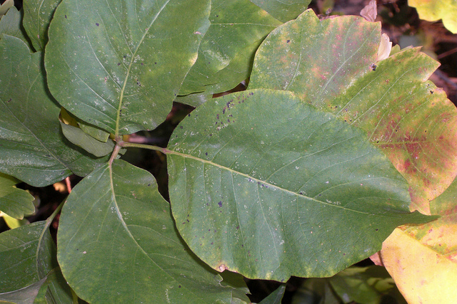 Herbe à puce