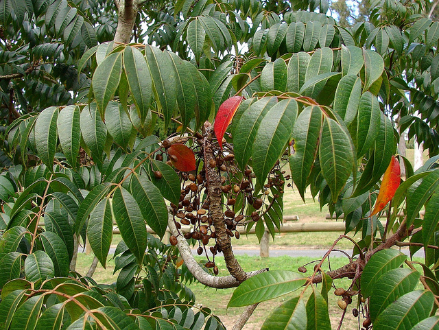 Toxicodendron succedaneum