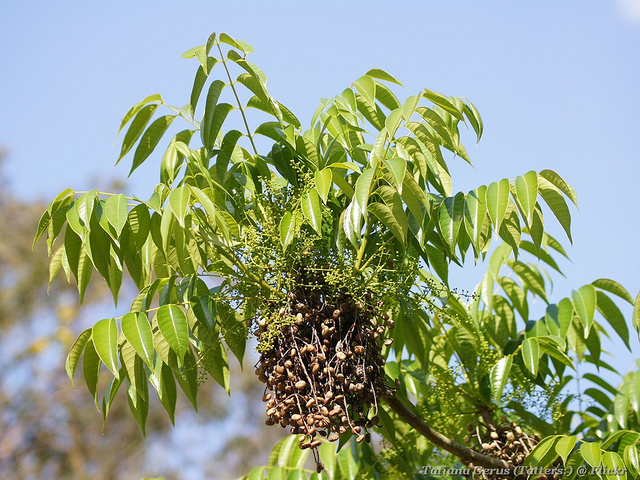 Toxicodendron succedaneum