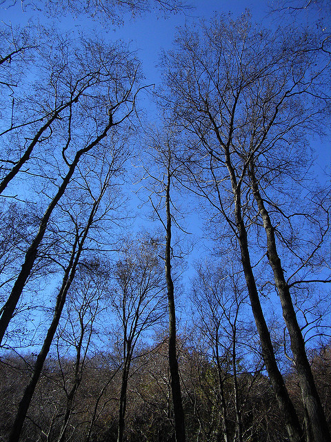 Toxicodendron succedaneum
