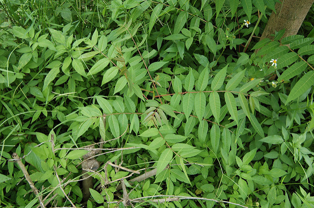 Toxicodendron succedaneum