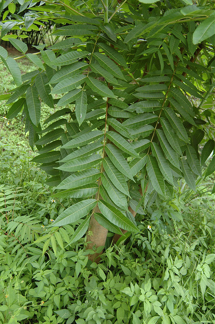 Toxicodendron succedaneum