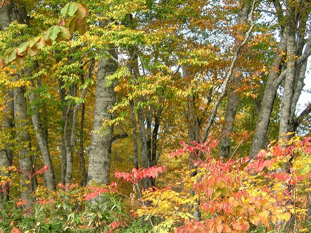 Rhus trichocarpa