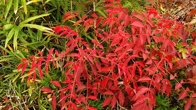Rhus trichocarpa