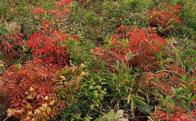 Rhus trichocarpa (Rhus trichocarpa)